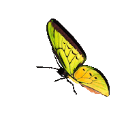 Forest Butterfly Sticker by SALAR MILANO