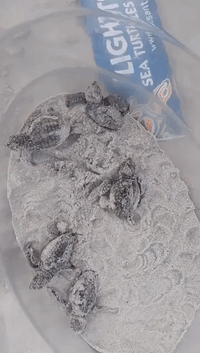 Newborn Loggerhead Turtles Given Helping Hand on South Carolina Beach