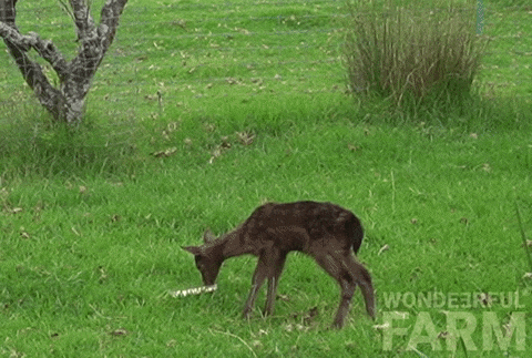 Baby Deer Freaking Out GIF by Wondeerful farm