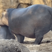 Baby Hippo Fritz and Big Sister Fiona Play Fight With Mom Close by