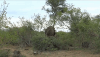 Elephant Bull Overturns Tree