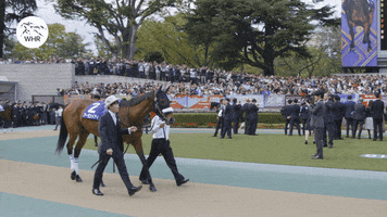 Almond Eye Whr GIF by World Horse Racing