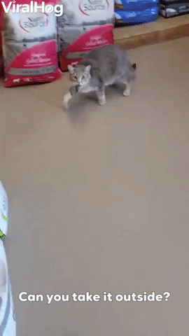 What the Cat Dragged In