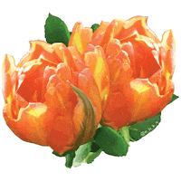 e_h_k_s flower flowers orange floral Sticker