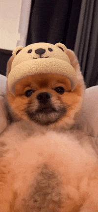 Leo Coda GIF