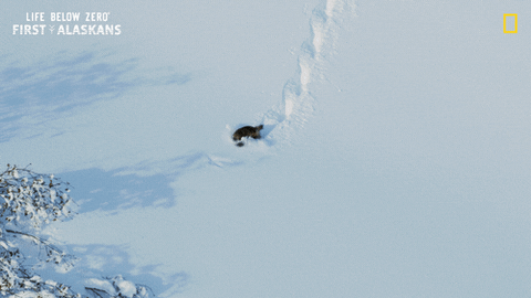 Snow Falling GIF by National Geographic Channel