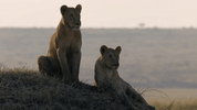 big cat GIF by BBC Earth