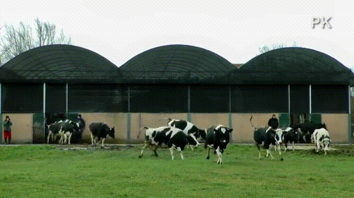cows let GIF