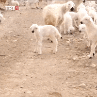 Run Go GIF by TRT