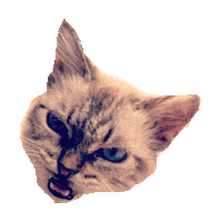 cats STICKER by imoji