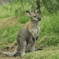 Happy San Diego GIF by San Diego Zoo Wildlife Alliance