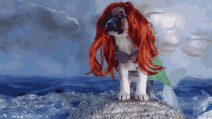 The Little Mermaid Dog GIF by Disney