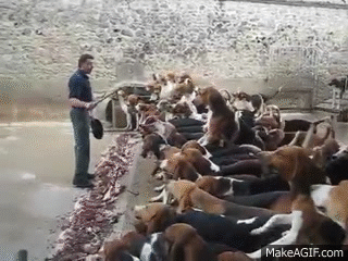 feeding GIF