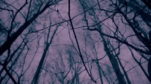 woods GIF by NOWNESS