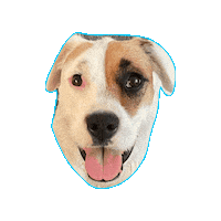 Dog Smile Sticker by arielle-m