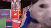 Animal Planet GIF by Puppy Bowl