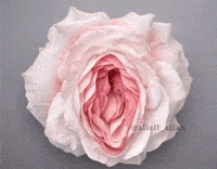 Pink Flower GIF