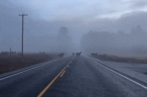 Herd of Elk Cross Foggy Road