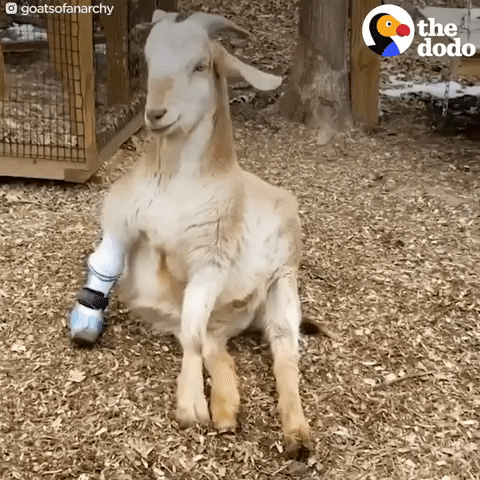 goat GIF by The Dodo