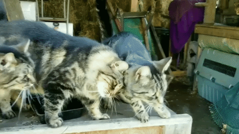 cats GIF