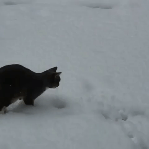 Bemused Cat Leaps and Pounces on Fresh Snow in Mineral Point