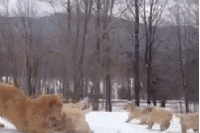 Dog Love GIF