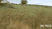run technology GIF by BBC Earth
