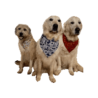 Schnauzer Sticker by Geekster Pets