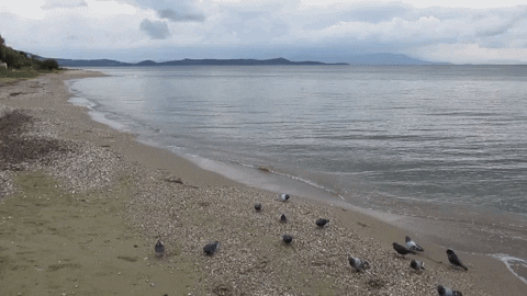 RRR44 giphyupload pigeon feeding greek winter beach at winter GIF