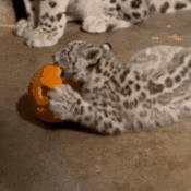 Snow Leopard Baby GIF by John Ball Zoo