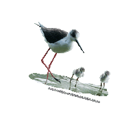 parcodeltapo nature bike bird duck Sticker