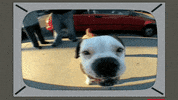 dog sniffing GIF by South Park 