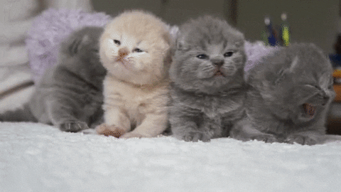 Baby Animals Cats GIF