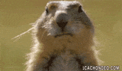 gum funny animals GIF