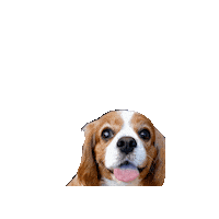 キャバおはな Sticker