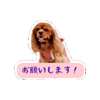Cavalierkingcharlesspaniel Sticker