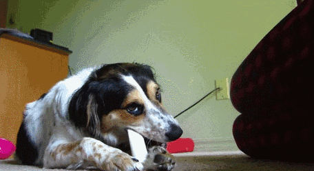 chew GIF