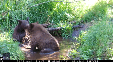 'Round 2' - Trailcam Captures California Bears Grappling