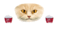 Excited Cat Sticker by Olay