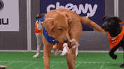 Animal Planet GIF by Puppy Bowl