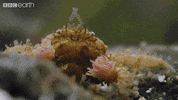 happy dance GIF by BBC Earth