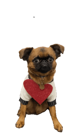 Brussels Griffon Dog Sticker by MISO PUP