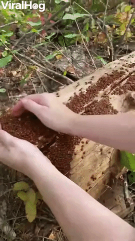 Log Crawling with Ladybugs