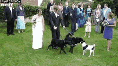 wedding dress dog GIF by Cheezburger