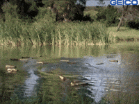 Look Up GIF by GEICO