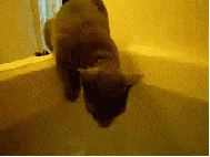 cat fail GIF