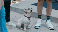 Joel McHale's Dogs Do Not Get Along