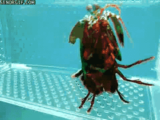 peacock mantis shrimp sea creatures GIF by Cheezburger