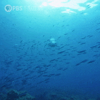 Marine Life Swimming GIF by Nature on PBS