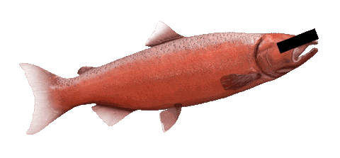 Pacific Northwest Salmon Sticker by GMMB